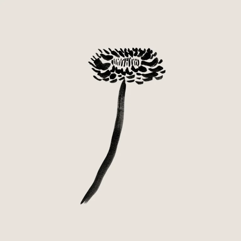 Helichrysum