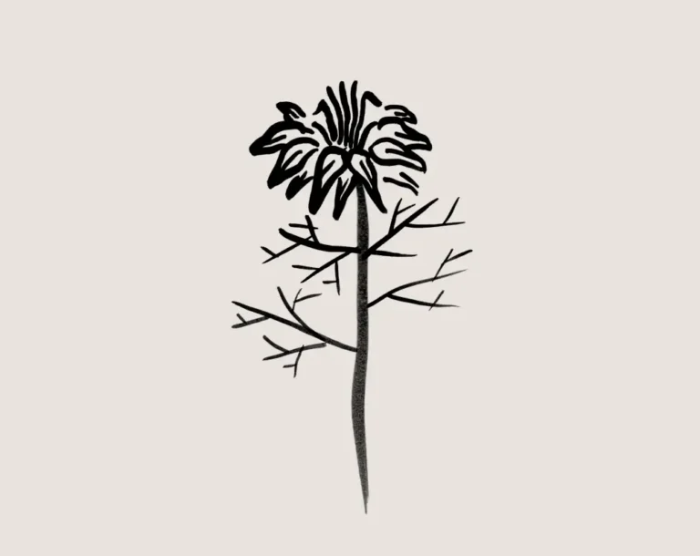 Nigella