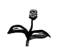 Bamba – Flores de temporada 2 Bamba - Flores de temporada 2